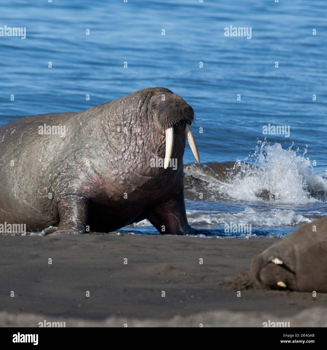 Walross (Odobenus Rosmarus) Bull am Strand von Torellneset auf Nordaustlandet. Svalbard-Norwegen Stockfoto