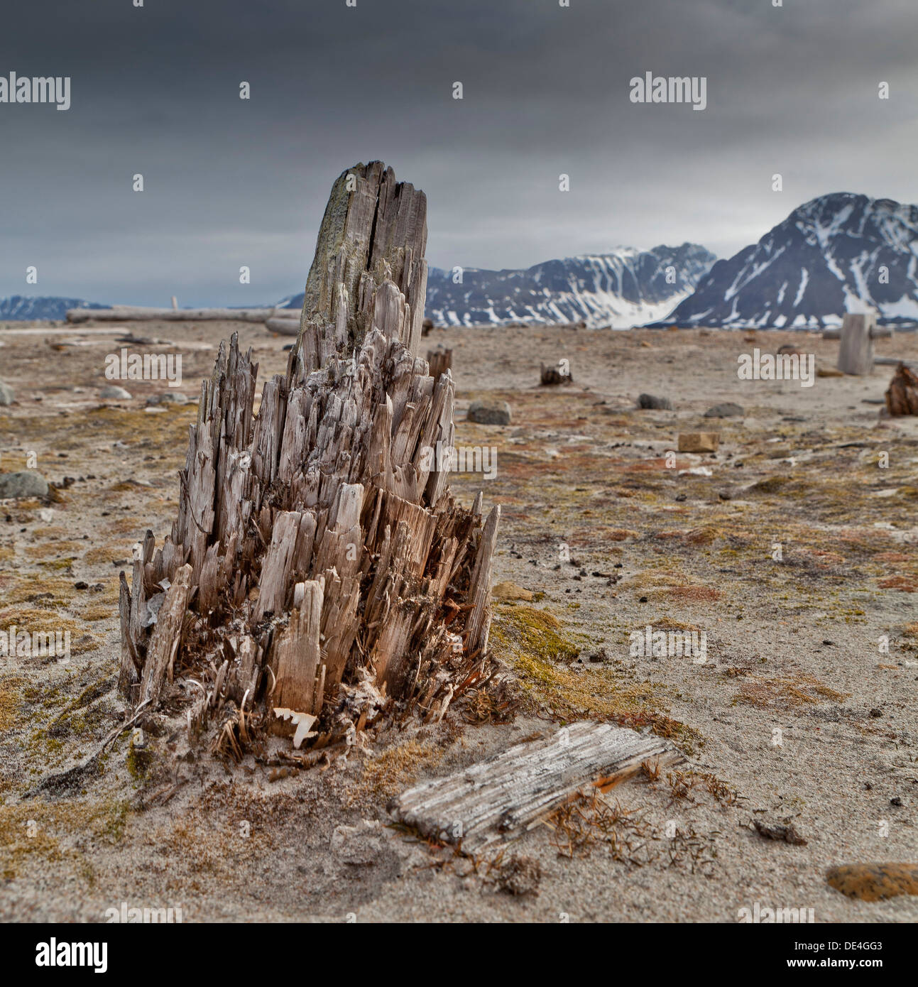 Holz bleibt, Smeerenburg, Spitzbergen, Island, Spitzbergen, Norwegen Stockfoto