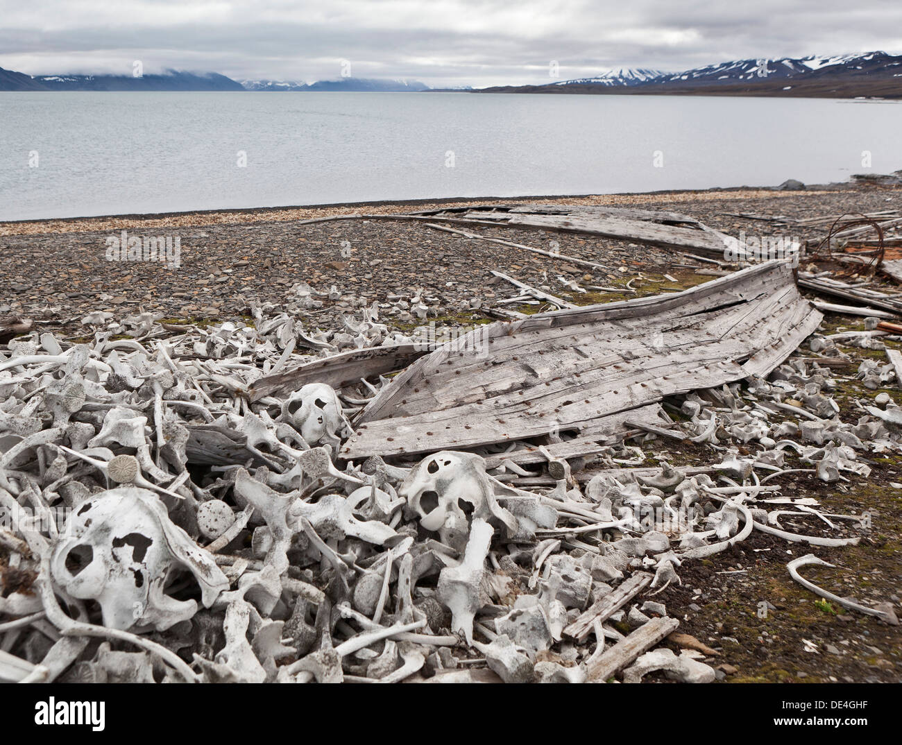 Beluga-Wal-Knochen, Ahlstrandodden, Spitzbergen, Norwegen Stockfoto