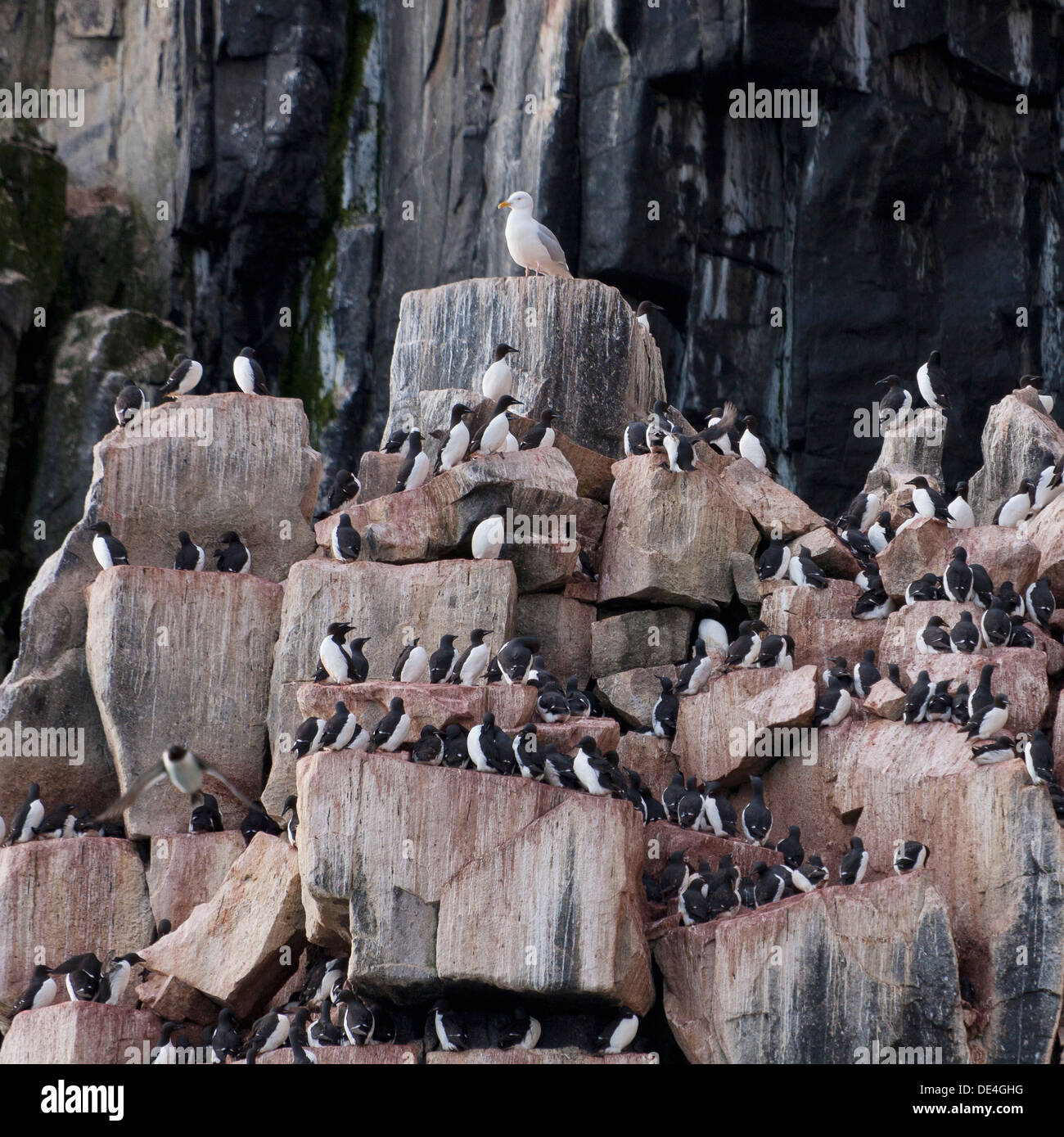 Brunnich von Guillemot (Uria Lomvia) auf Alkefjellet Vogel Klippen, Spitzbergen, Island, Spitzbergen, Norwegen Stockfoto