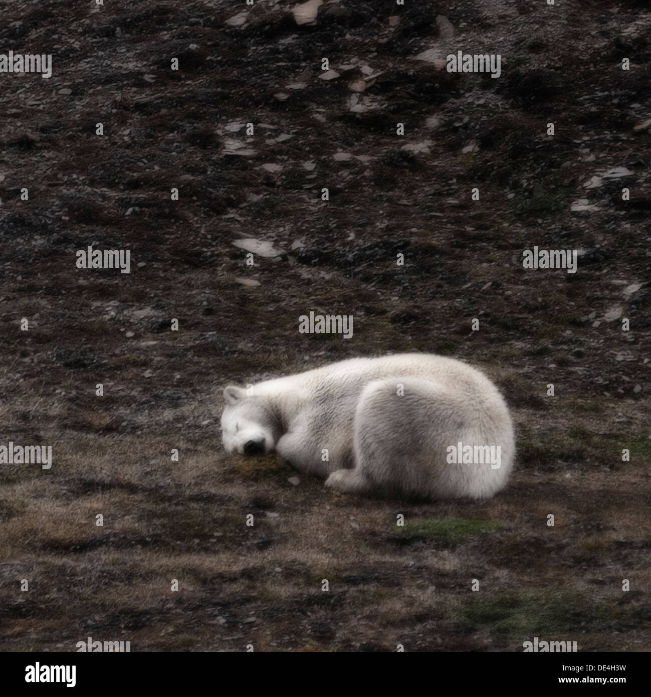 Eisbär schlafend, Spitzbergen, Island, Spitzbergen, Norwegen Stockfoto