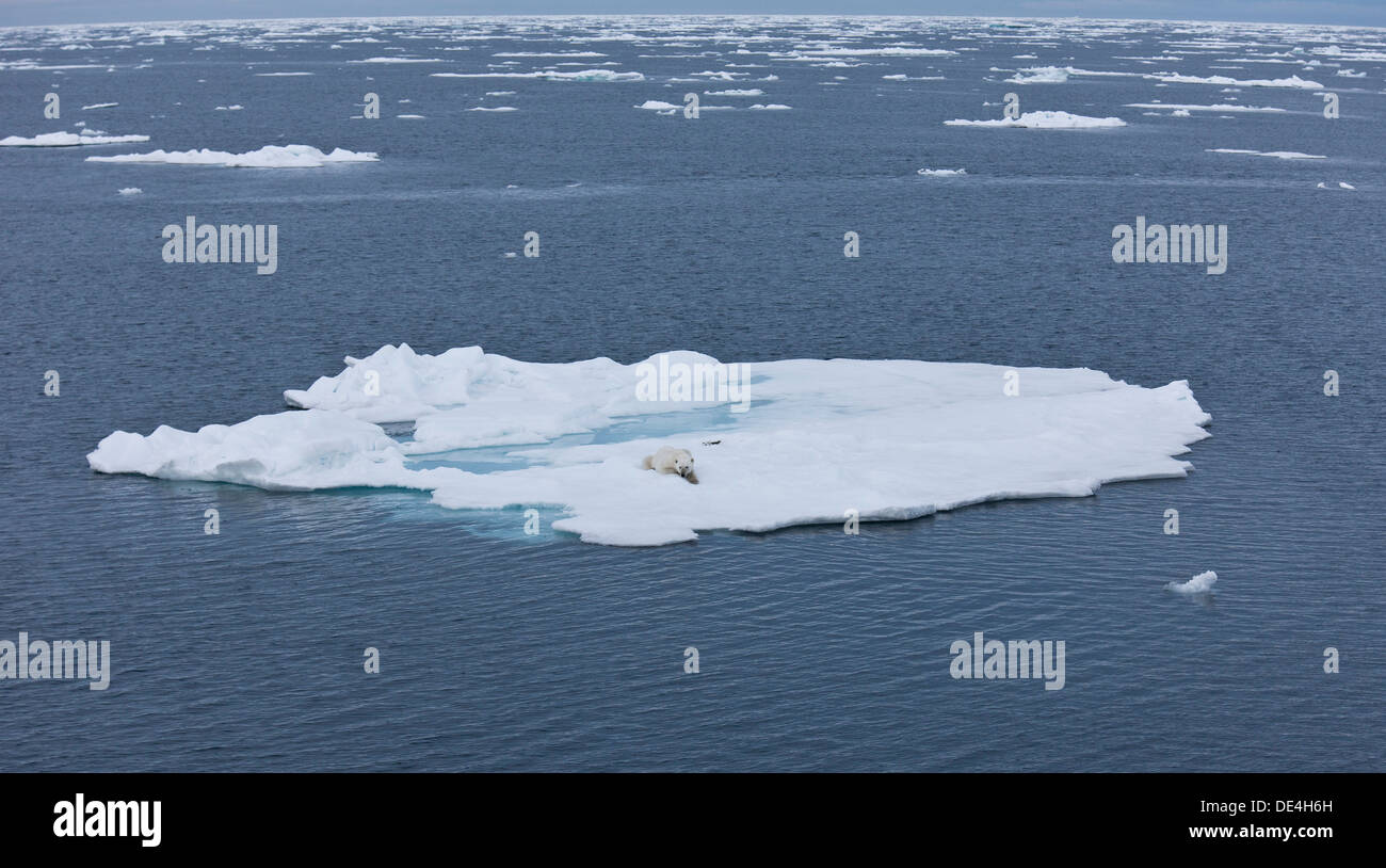 Eisbär auf Eisberg, Hinlopen Strait, Spitzbergen-Island, Spitzbergen, Norwegen Stockfoto