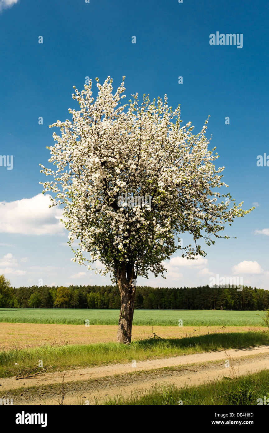 Brandenburg, Deutschland, Apfelbaum in der Uckermark in der Nähe von Templin Stockfoto