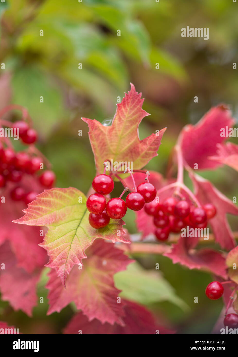 Guelder Rose: Viburnum Opulus. Früchte im Herbst. Surrey, England. Stockfoto