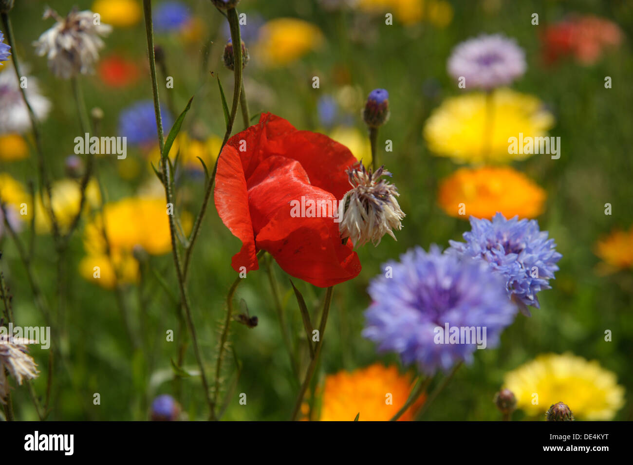 Mohn-Blumen Stockfoto