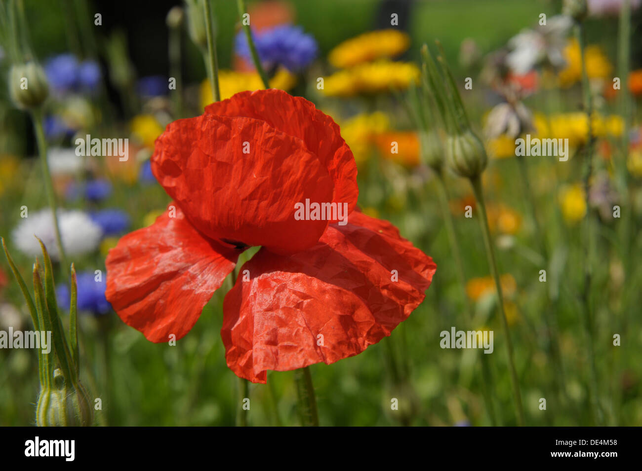 Mohn-Blumen Stockfoto