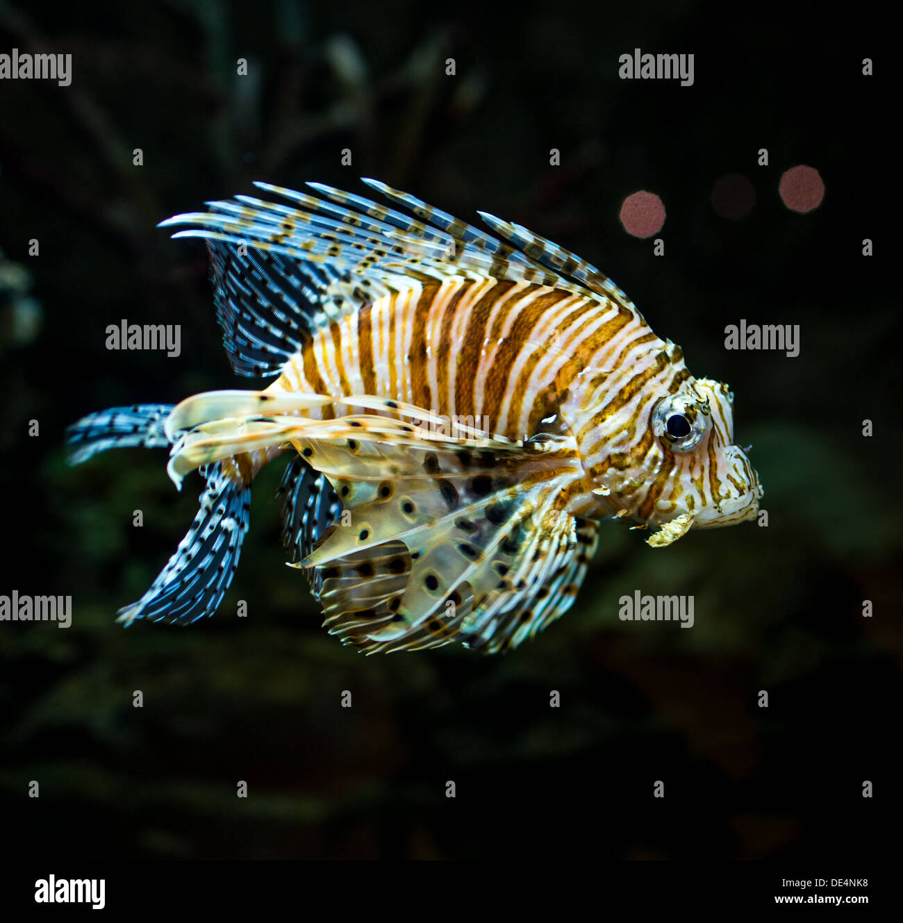 Pterois Radiata in einem Aquarium auf einem dunklen Hintergrund Stockfoto