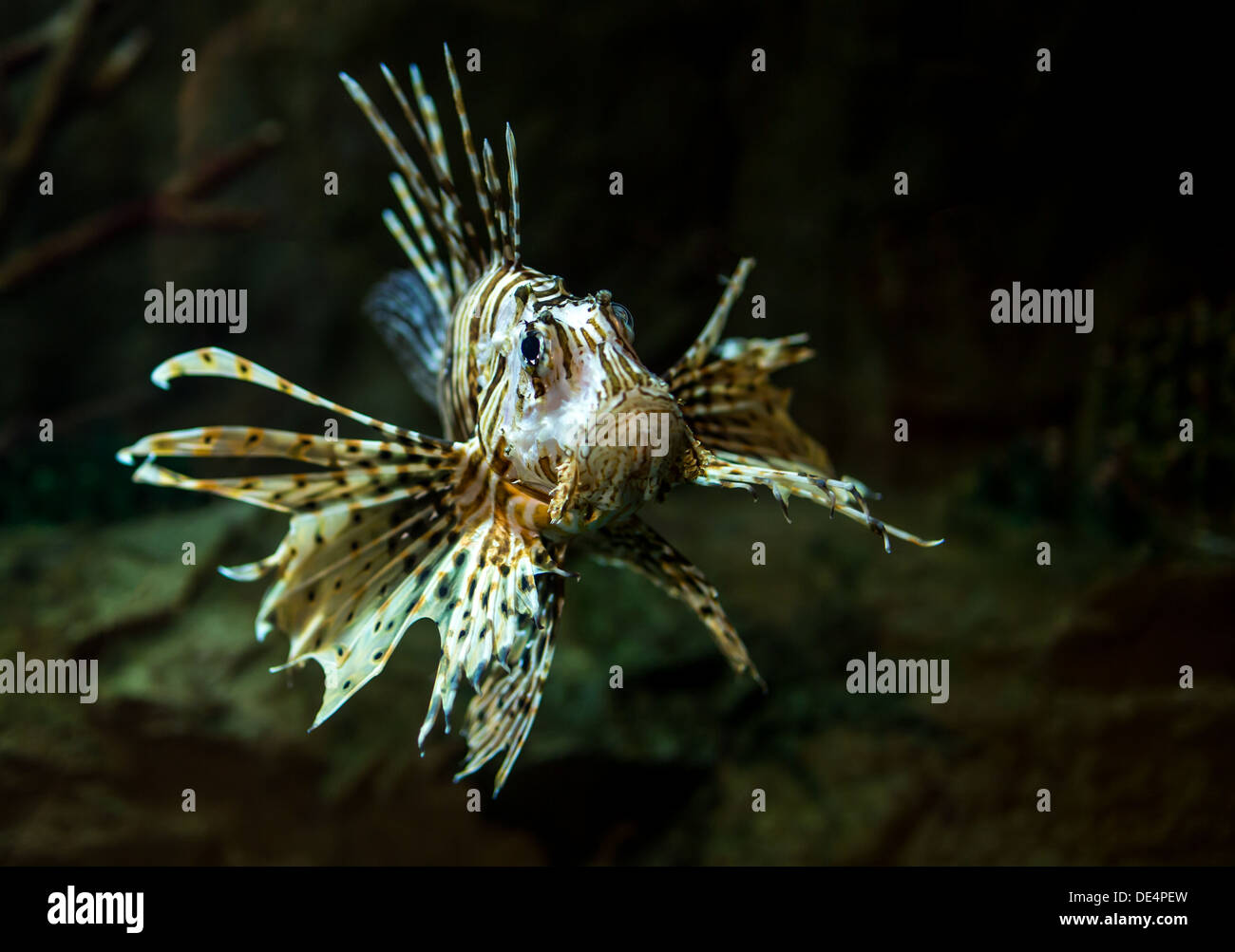 Pterois Radiata in einem Aquarium auf einem dunklen Hintergrund Stockfoto