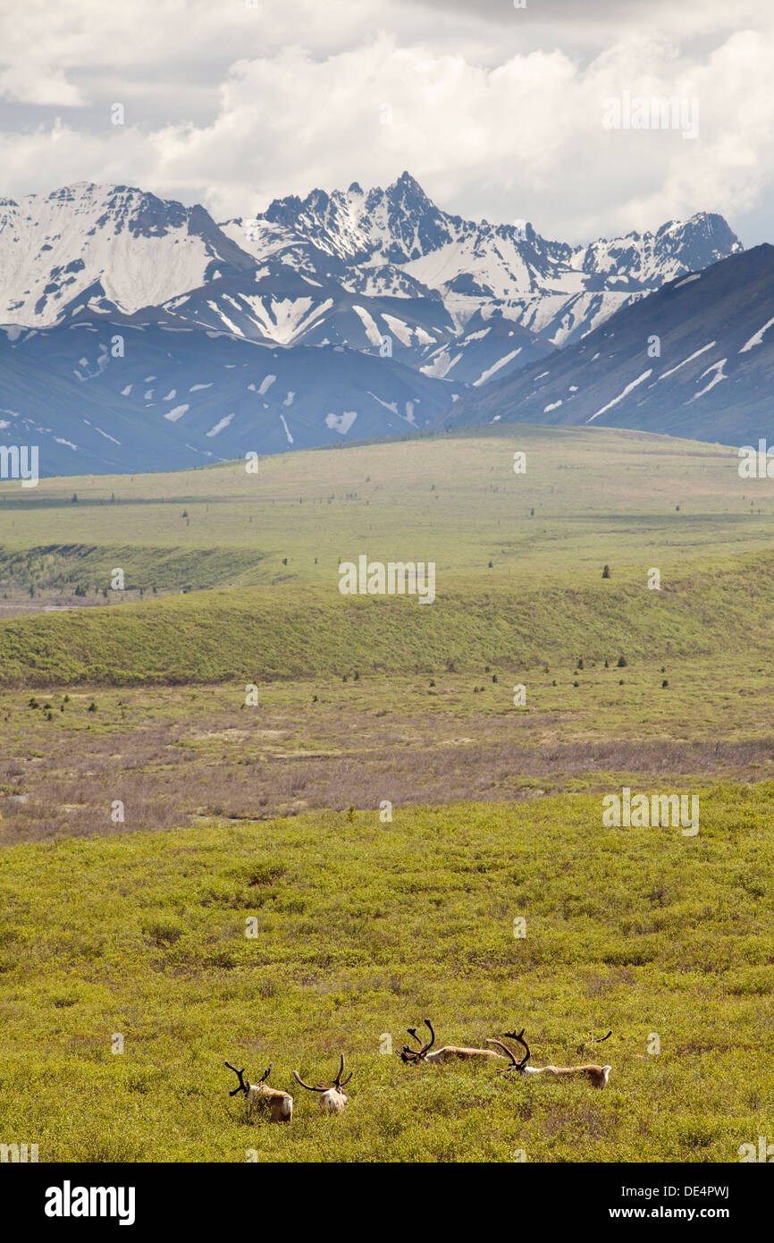 -Rangifer Tarandus - Karibus in Savage River, Denali Nationalpark und Reservat, Alaska, Vereinigte Staaten von Amerika Stockfoto