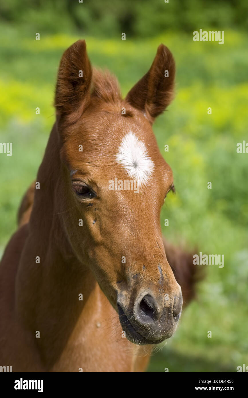 Porträt des jungen Pferdes auf grünen Rasen Hintergrund Stockfoto