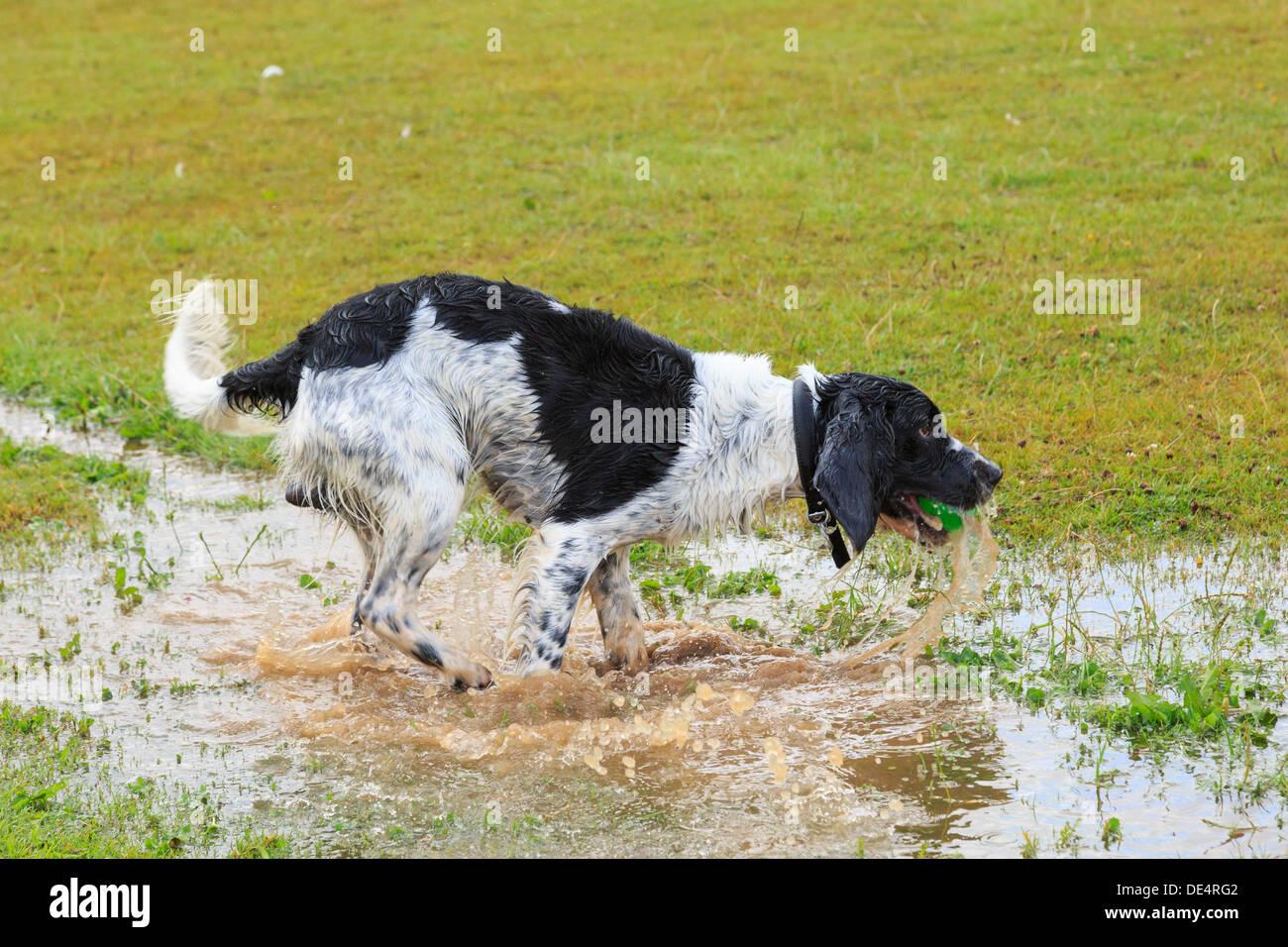 Triefend nasse schwarz-weiß English Springer Spaniel Hund läuft in einer Pfütze Wasser einen Ball abrufen. England, UK, Großbritannien Stockfoto