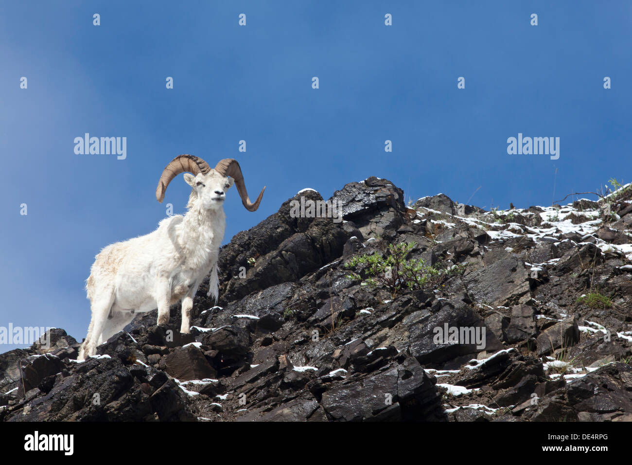 Dall-Schafe - Ovis Dalli Dalli-, Denali Nationalpark und Reservat, Alaska, Vereinigte Staaten von Amerika Stockfoto