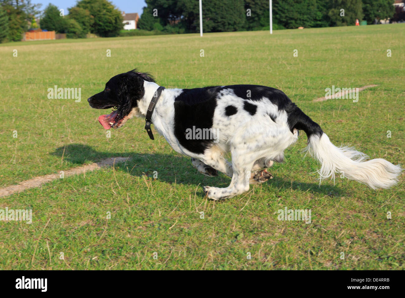 Ein erwachsener Schwarze und Weiße arbeiten English Springer Spaniel hund draußen schnell in einen Park. England, Großbritannien, Großbritannien Stockfoto