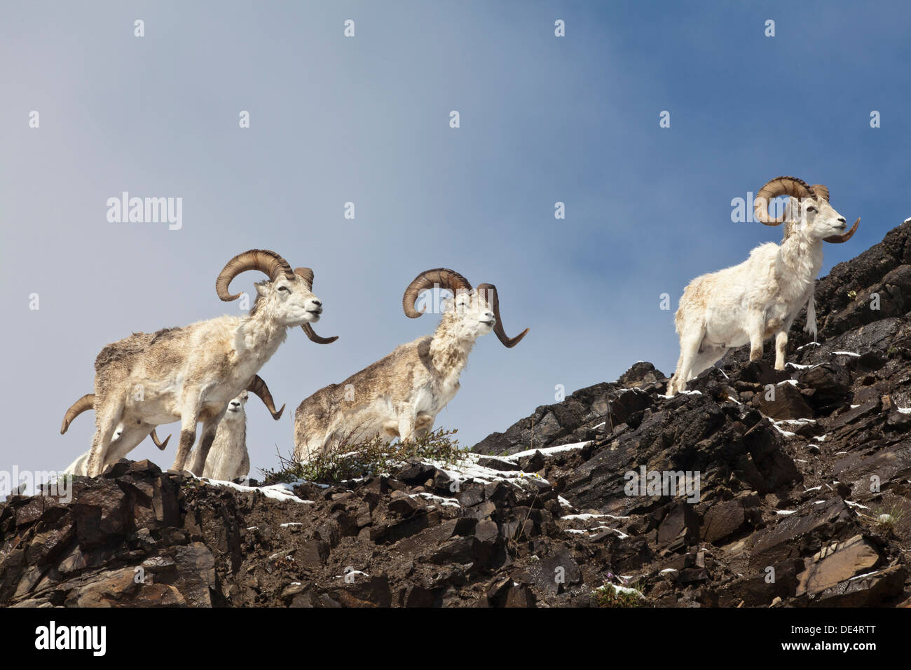 Dall-Schafe - Ovis Dalli Dalli-, Denali Nationalpark und Reservat, Alaska, Vereinigte Staaten von Amerika Stockfoto