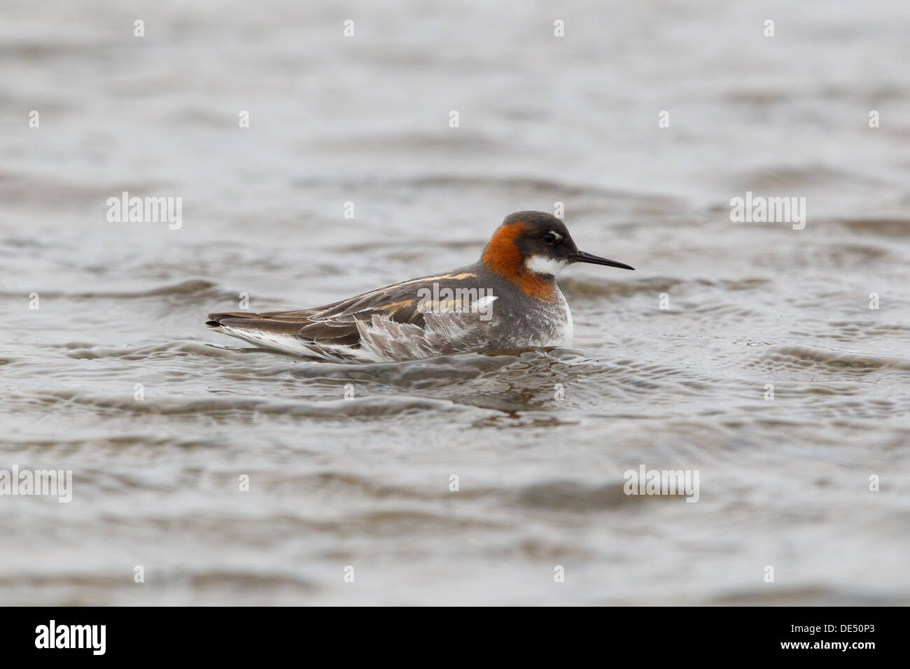 Red-necked Phalarope Phalaropus Lobatus, Shetland, Scotland, UK Stockfoto