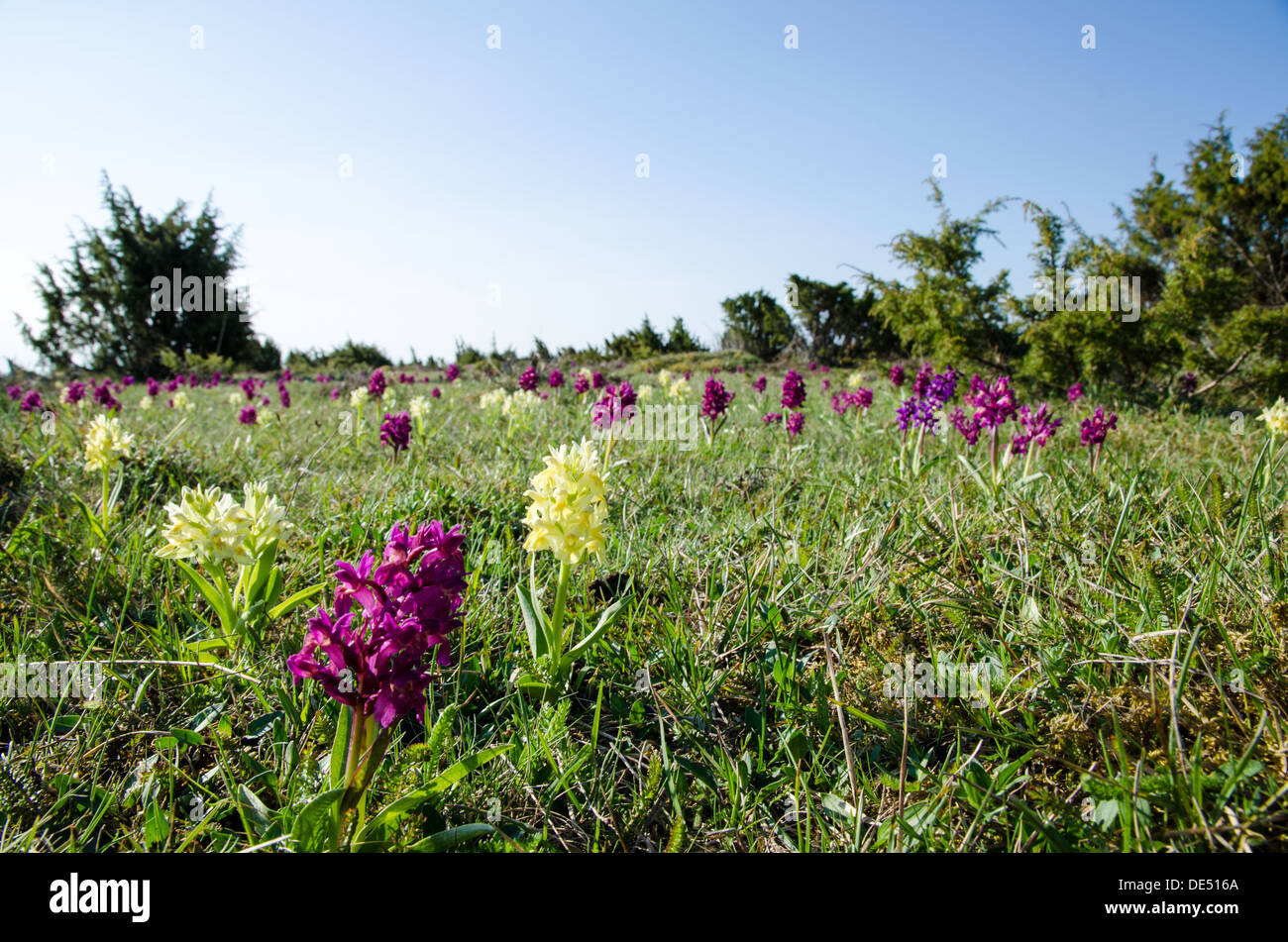 Wilde Orchideen am Alvar Tiefebene auf der Insel Öland in Schweden. Stockfoto