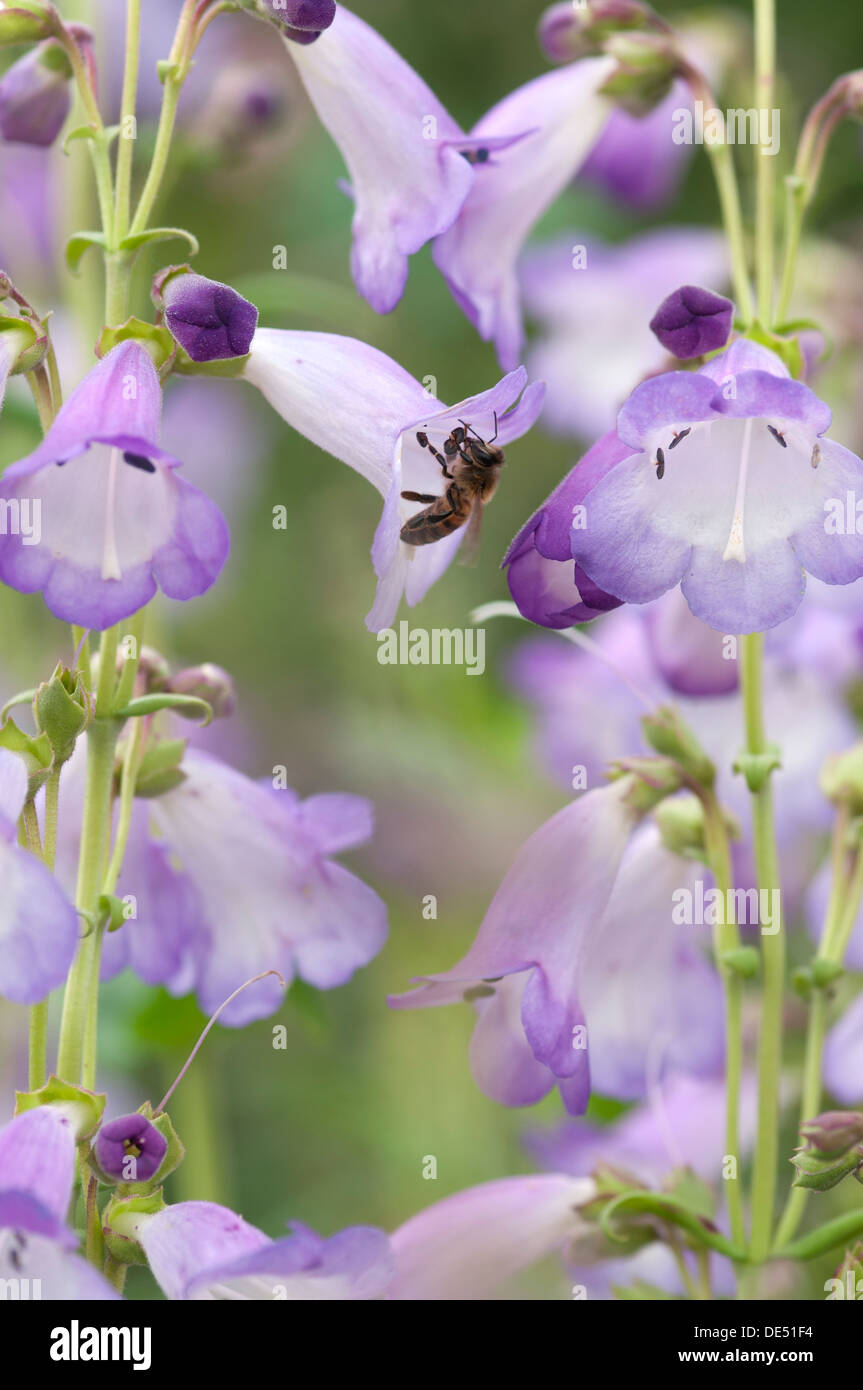 PENSTEMON ALICE HINDLEY MIT HONIGBIENE Stockfoto