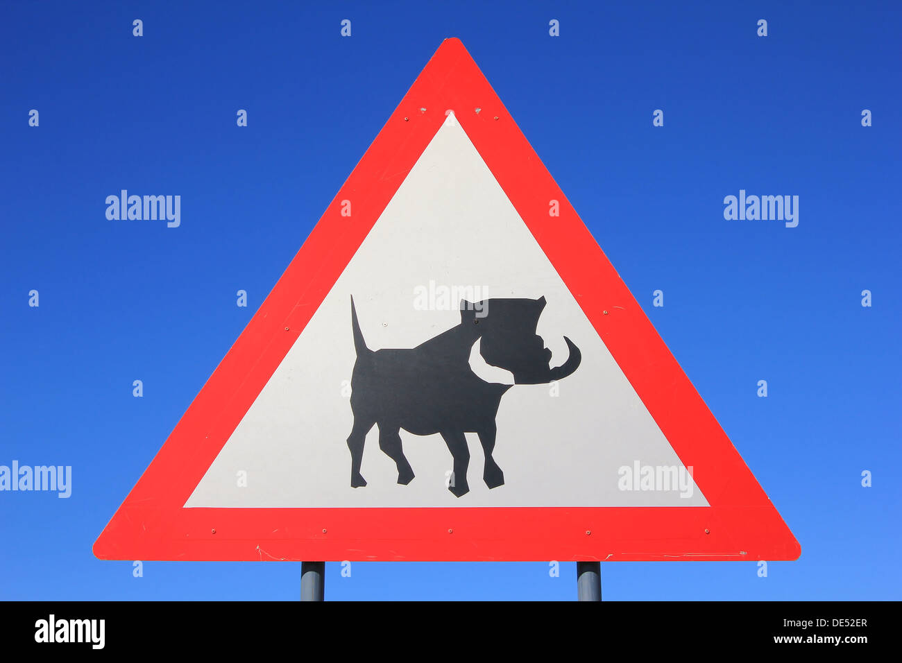 Warzenschwein - eine Straße Warnschild Warnung Fahrer und Verkehrsteilnehmer möglich und unregelmäßige Überfahrten von Tieren.  Vermeidung von Unfällen. Stockfoto