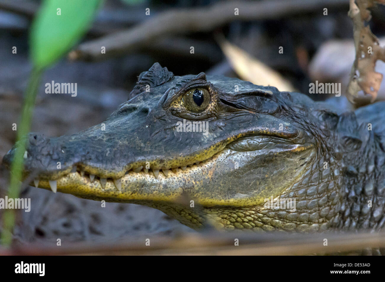 Brillentragende Kaiman (Caiman Crocodilus), Sierpe, Provinz Puntarenas, Costa Rica, Mittelamerika Stockfoto