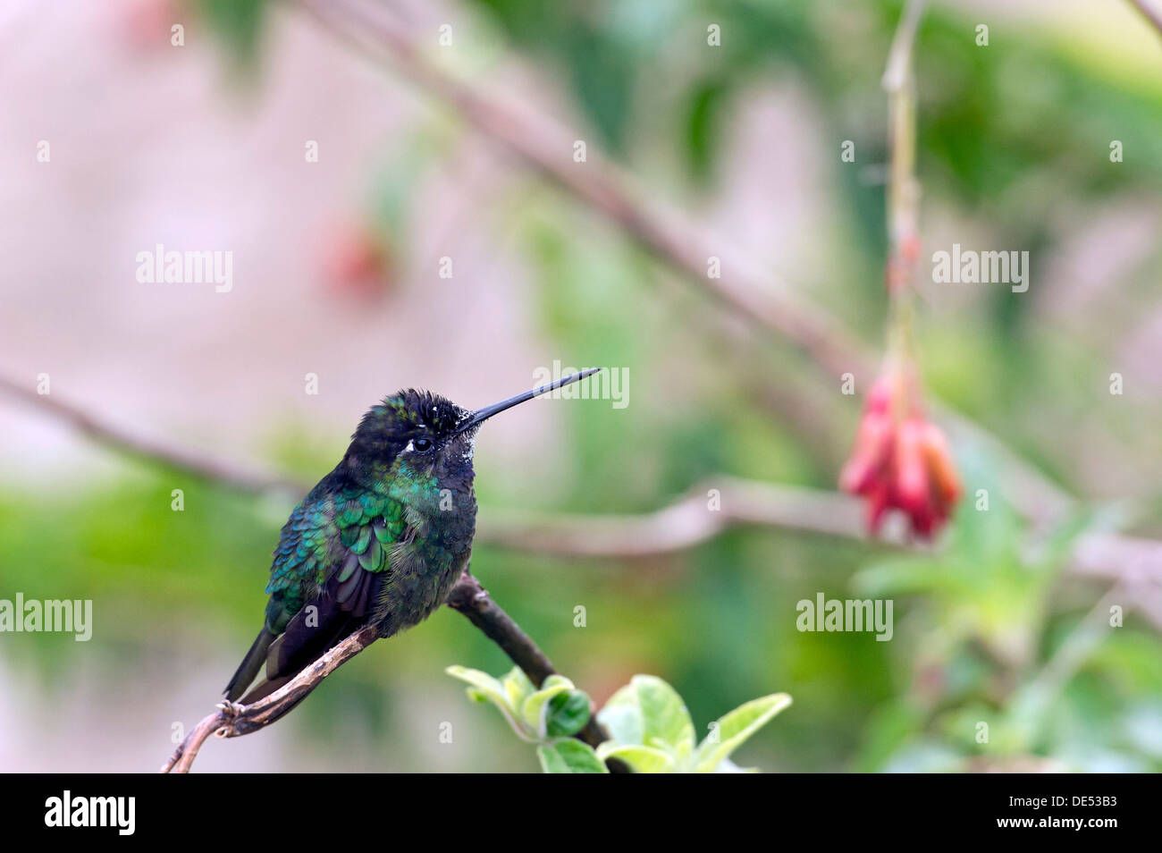Grün-gekrönter brillant (Heliodoxa Jacula), Männlich, San Gerardo de Dota, Provinz San José, Costa Rica, Mittelamerika Stockfoto