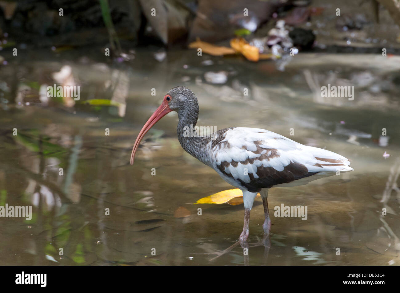 American White Ibis (Eudocimus Albus), Sirena, Corcovado Nationalpark, Provinz Puntarenas, Costa Rica, Mittelamerika Stockfoto American White Ibis (Eudocimus Albus), Sirena, Corcovado Nationalpark, Provinz Puntarenas, Costa Rica, Mittelamerika Stockfoto