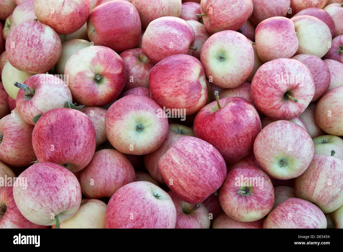 "Äpfel Gala ''Malus inländischen', Farmer's Market. Stockfoto