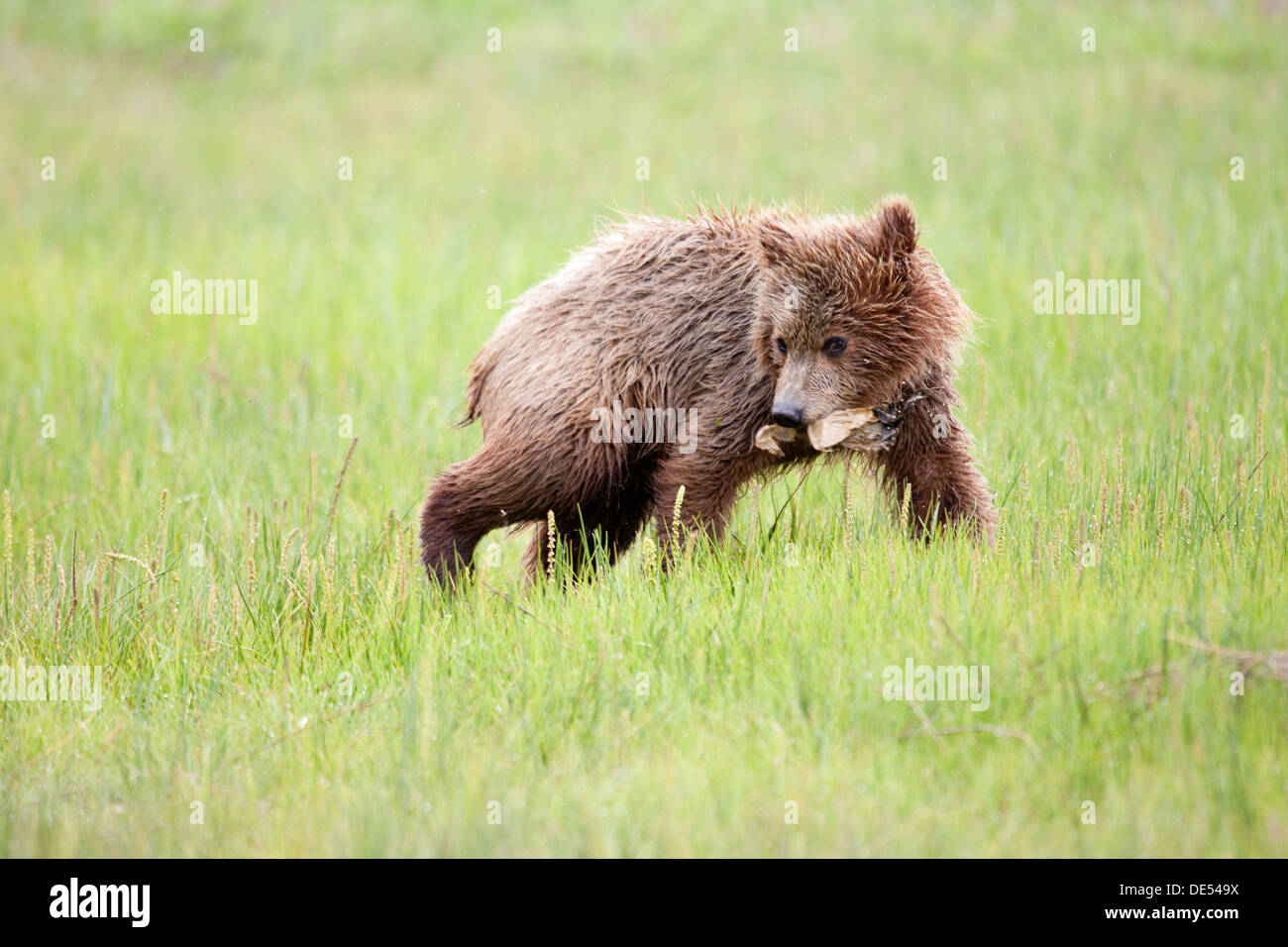 Grizzly Bären - Ursus Arctos - Lake-Clark-Nationalpark, Alaska, Vereinigte Staaten von Amerika Stockfoto