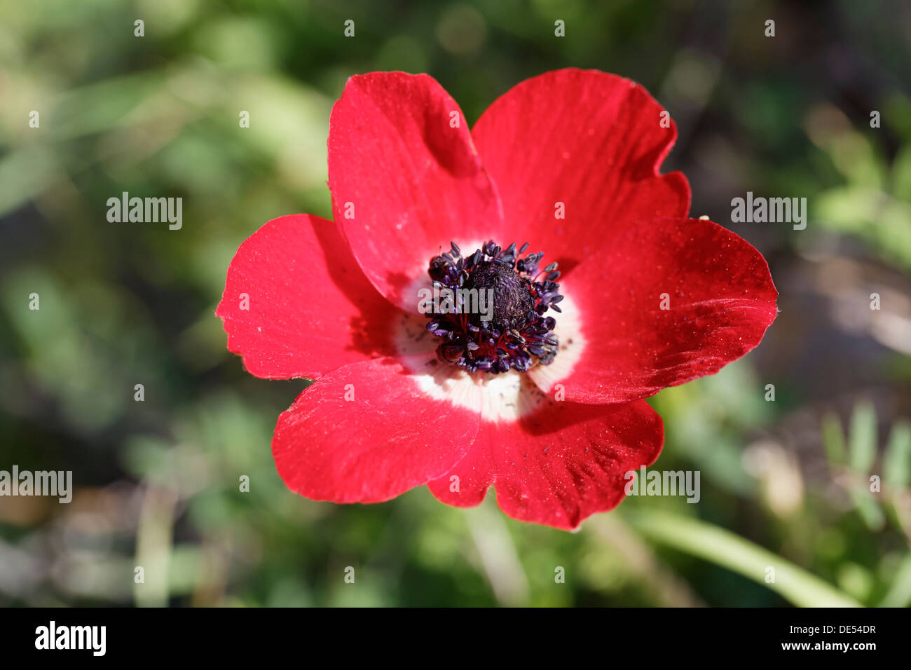 Krone, Anemone, Mohn Anemone oder Spanisch Marigold (Anemone Coronaria), Çeşme-Halbinsel, İzmir Provinz, ägäische Region, Türkei Stockfoto