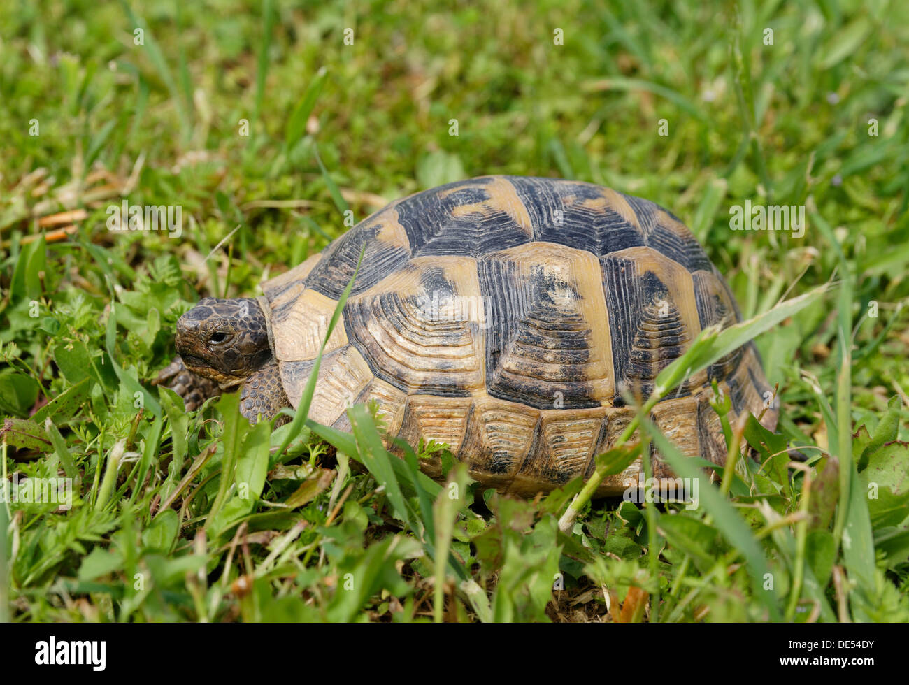 Sporn-thighed Tortoise (Testudo Graeca), Selçuk, İzmir Provinz, ägäische Region, Türkei Stockfoto