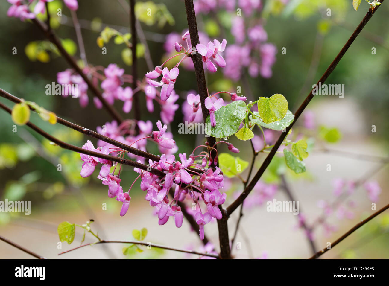 Blühender Judasbaum (Cercis Siliquastrum), Dilek Nationalpark, Kusadasi, Aydin Provinz, Ägäis, Türkei Stockfoto