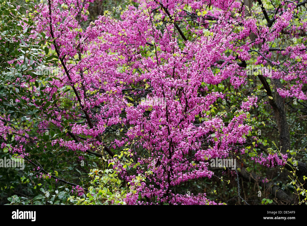 Blühender Judasbaum (Cercis Siliquastrum), Dilek Nationalpark, Kusadasi, Aydin Provinz, Ägäis, Türkei Stockfoto