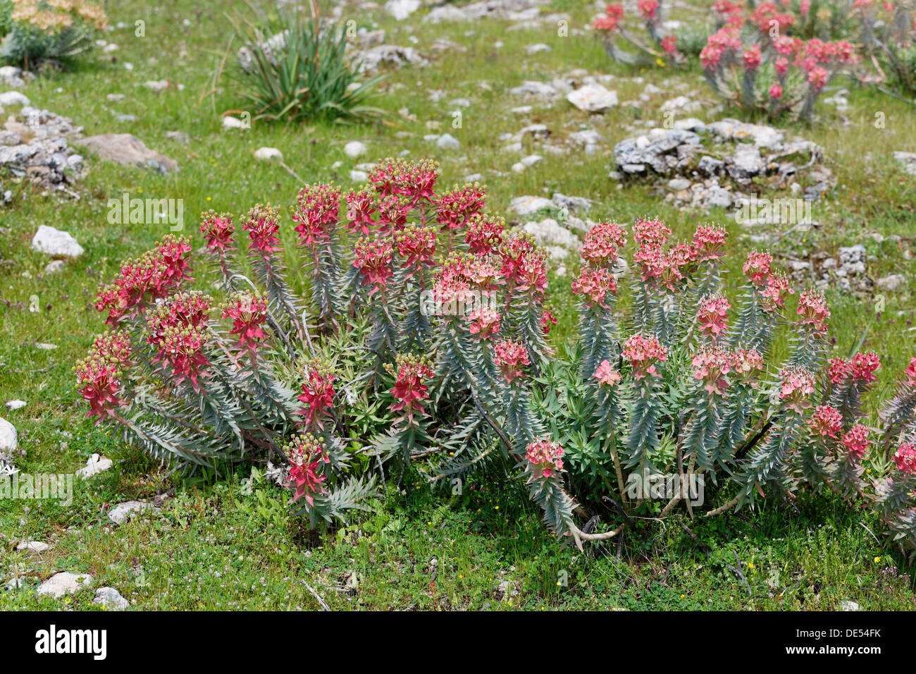 Blühende Myrte Wolfsmilch (Euphorbia Myrsinites), Dilek Nationalpark, Kusadasi, Aydin Provinz, Ägäis, Türkei Stockfoto