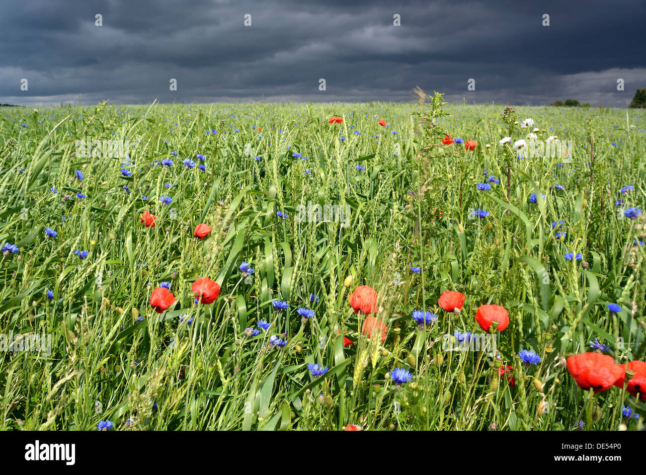 Feld Struktur mit Mohn Blumen vor einem herannahenden Gewitter, Rennsteig, Blankenstein, Thüringen, Deutschland Stockfoto