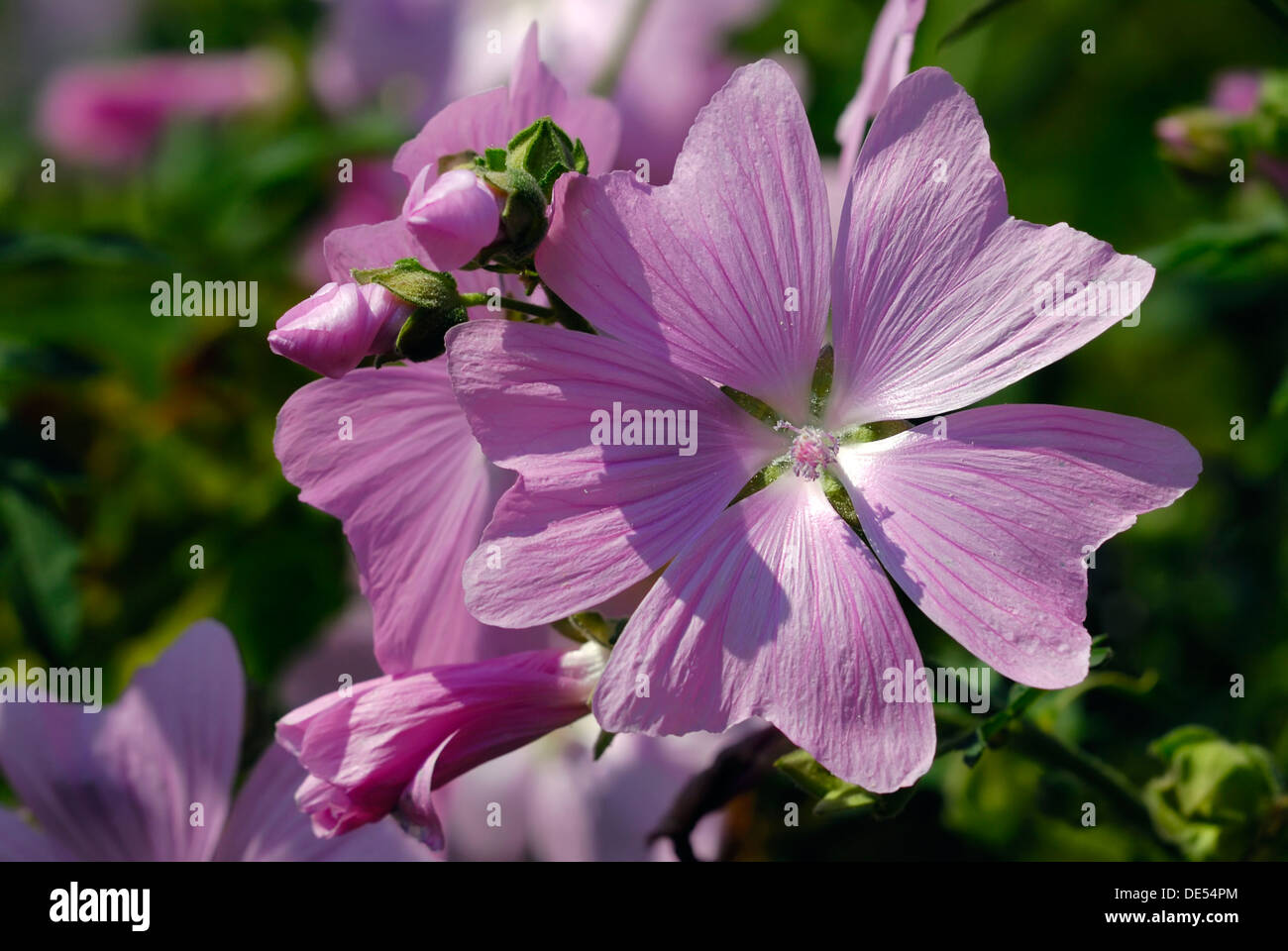 Malve (Malva Sylvestris) Stockfoto