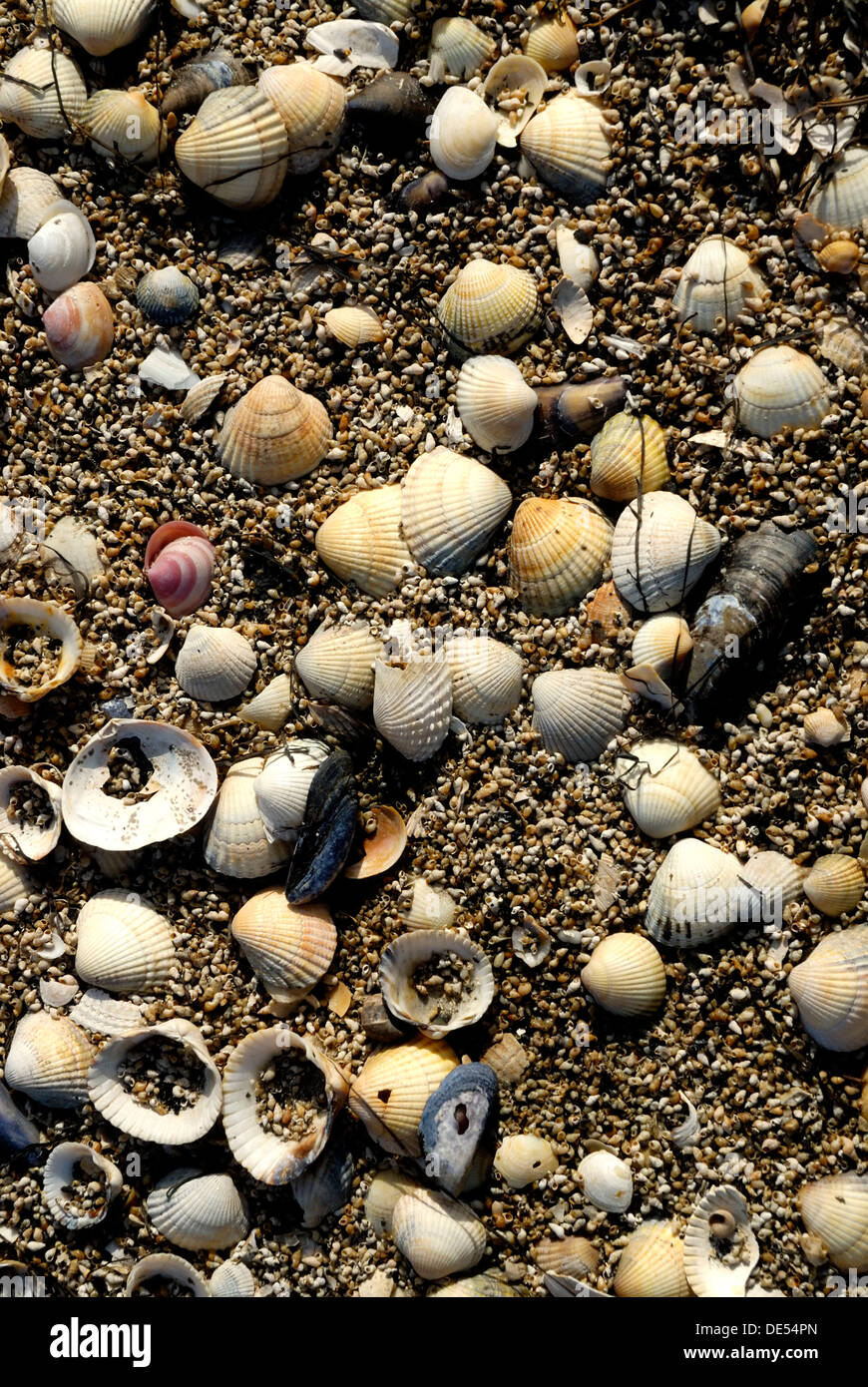 Leere Muscheln am Strand Stockfoto