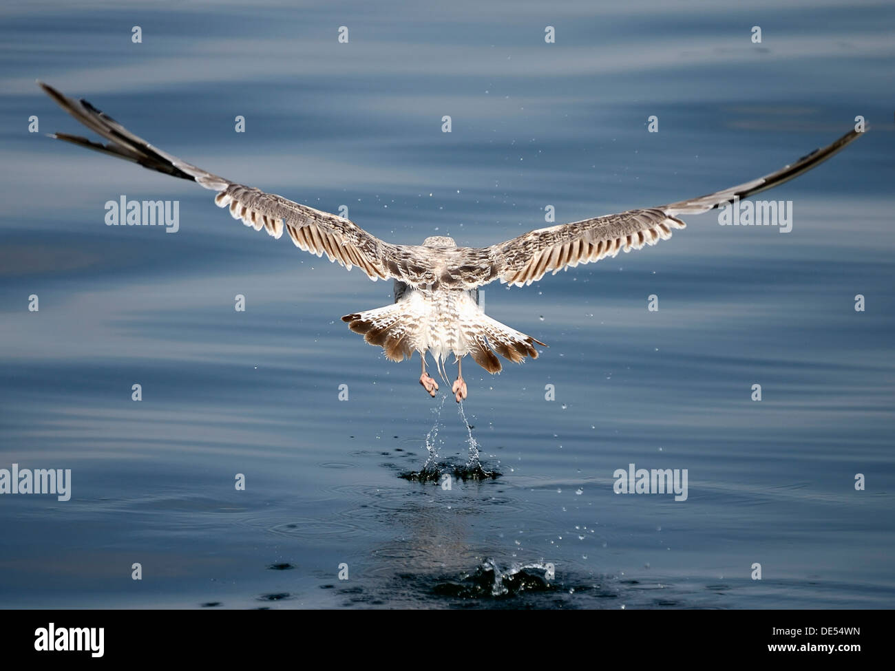 Unreife europäische Silbermöwe (Larus argentatus), Müritz, Mecklenburg-Vorpommern Stockfoto