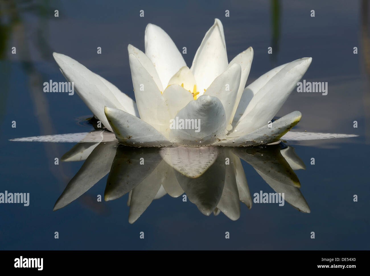 Seerose (Nymphaea alba) mit Reflexion, koelpinsee schwenzin Bucht in See, Mecklenburger Seenplatte, Nossentiner/Schwinzer Stockfoto