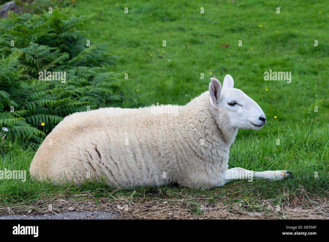 Junges Schaf, liegend, in den schottischen Highlands, Schottland, Vereinigtes Königreich, Europa Stockfoto