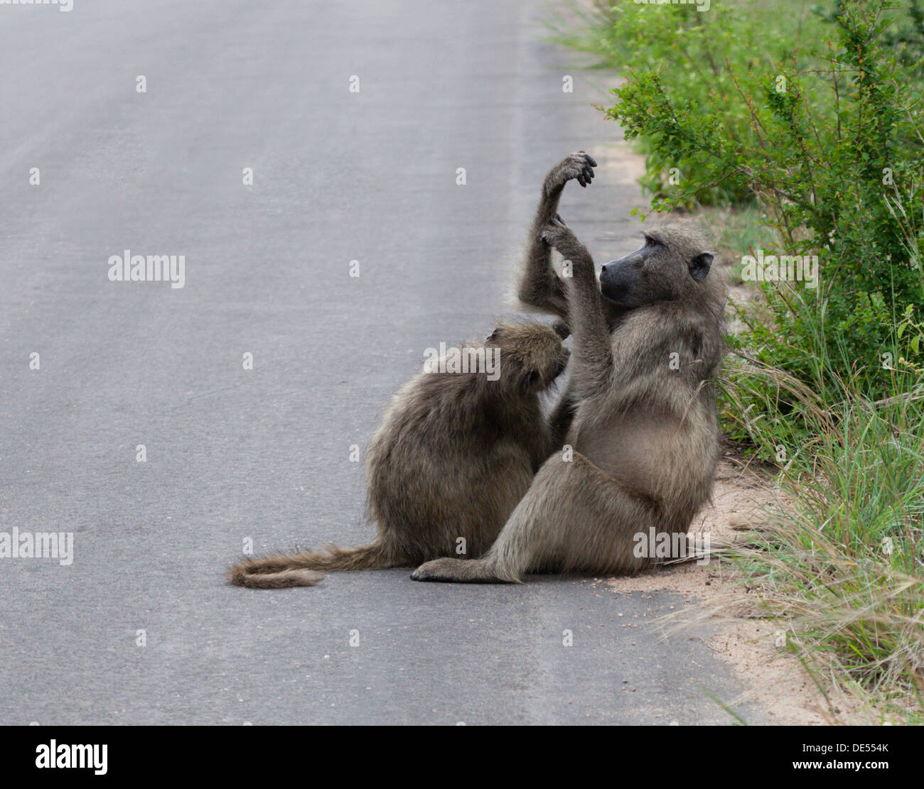 Familie von Pavianen am Straßenrand Stockfoto