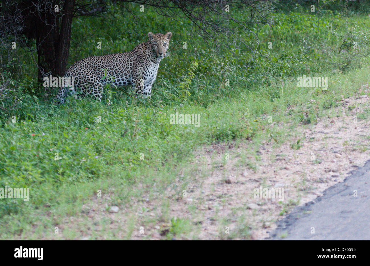 Leopard am Straßenrand sitzen Stockfoto