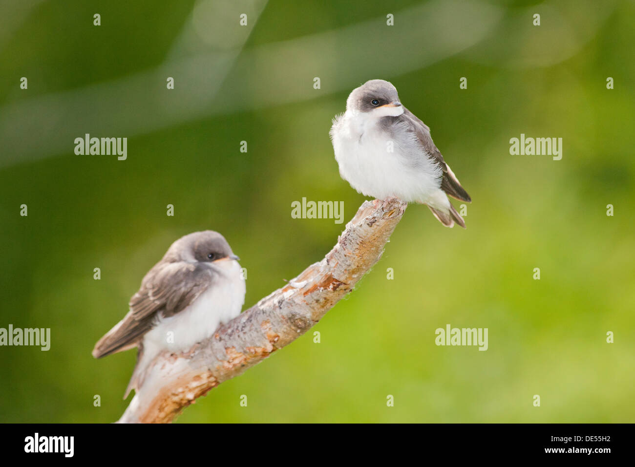 Baum - Tachycineta bicolor - Schwalbe, Potter Marsh, Anchorage coastal Wildlife Refuge in Anchorage, Alaska, Vereinigte Staaten von Amerika Stockfoto
