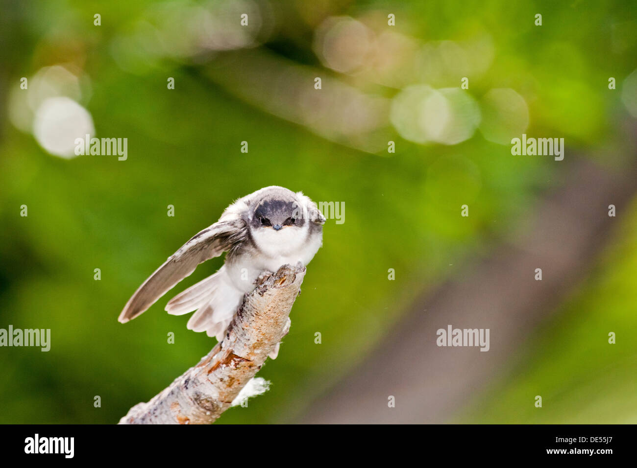 Baum - Tachycineta bicolor - Schwalbe, Potter Marsh, Anchorage coastal Wildlife Refuge in Anchorage, Alaska, Vereinigte Staaten von Amerika Stockfoto