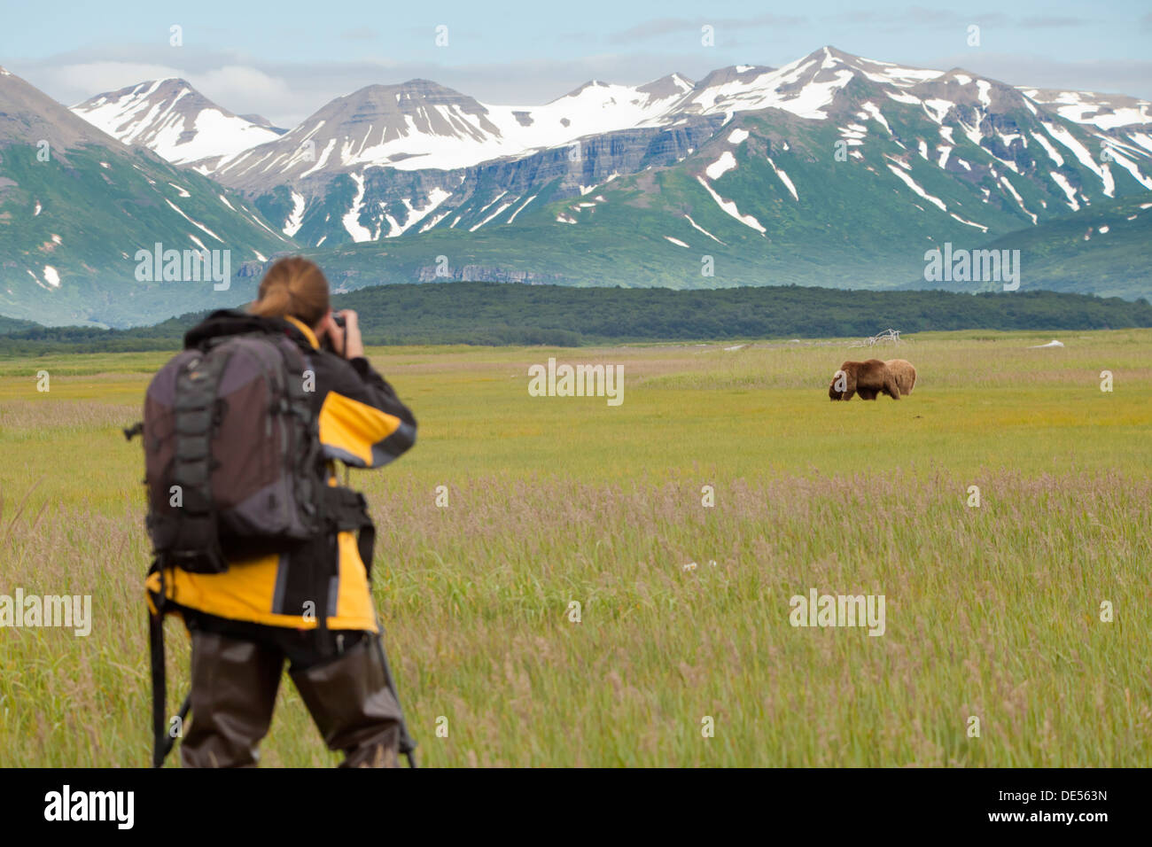 Die Bilder von Grizzly-Bären - Ursus Arctos - Katmai Nationalpark, Alaska, Vereinigte Staaten von Amerika Stockfoto