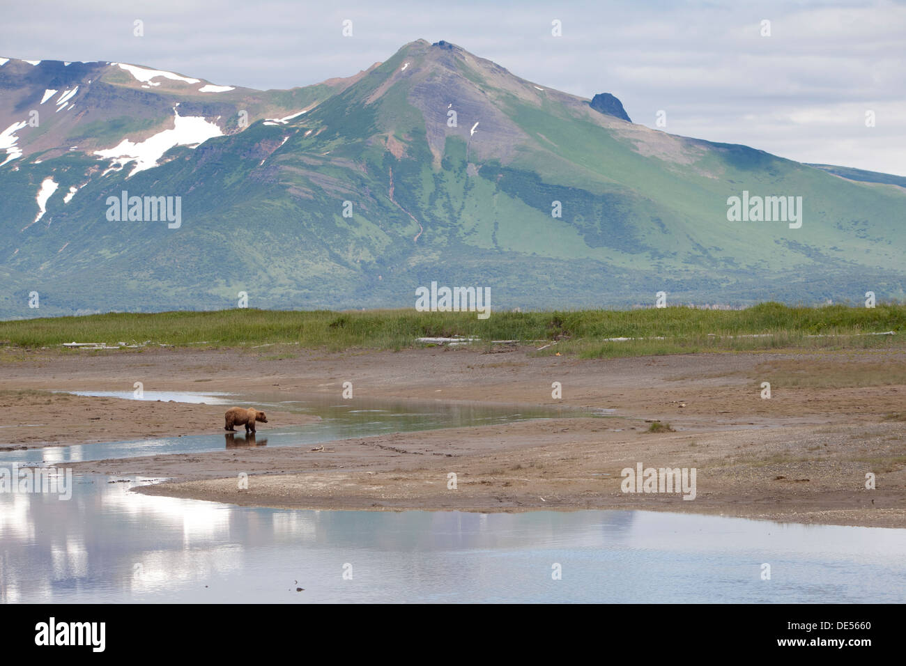 Grizzly Bären - Ursus Arctos - im Katmai Nationalpark, Alaska, Vereinigte Staaten von Amerika Stockfoto