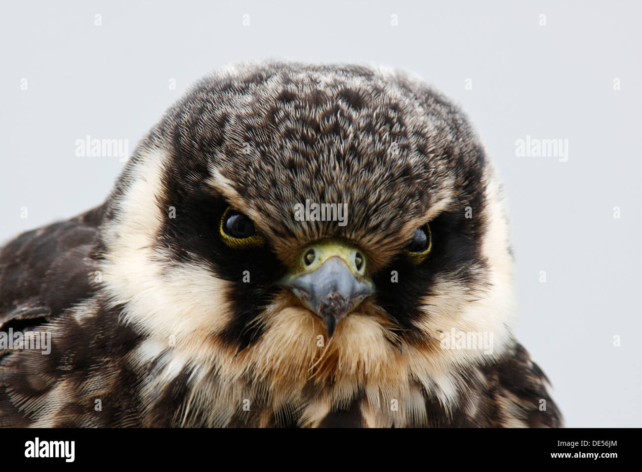 Eurasian Hobby (Falco Subbuteo), juvenile, Porträt, Ostriesische Inseln, Friesland, Niedersachsen, Deutschland Stockfoto