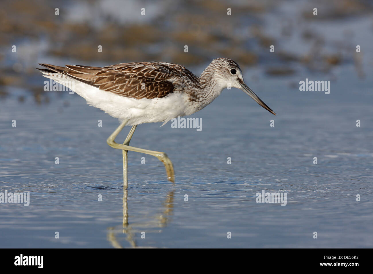 Grünschenkel (Tringa Nebularia), Ostfriesischen Inseln, Ostfriesland, Niedersachsen, Deutschland Stockfoto