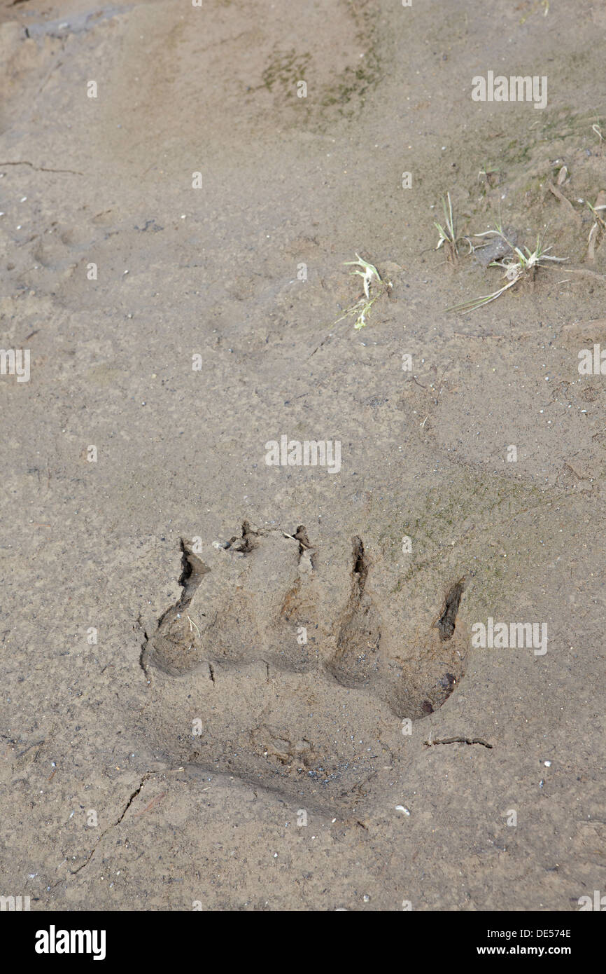 Fußabdrücke von Grizzly-Bären, Katmai Nationalpark, Alaska, Vereinigte Staaten von Amerika Stockfoto
