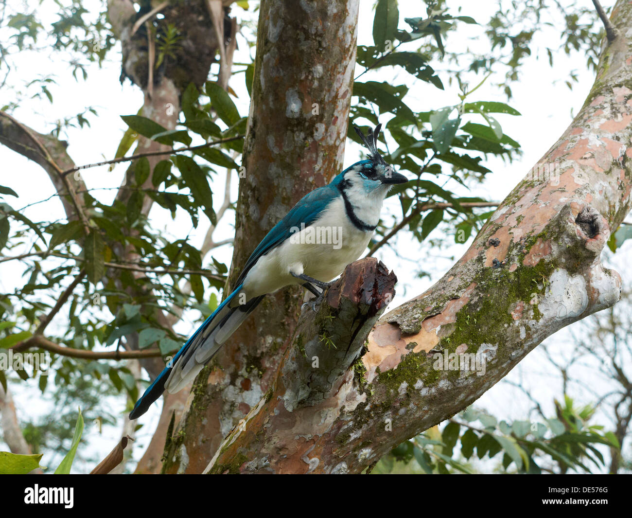 Weiße-throated Magpie-Jay (Calocitta Formosa), Nationalpark Vulkan Arenal, Provinz Guanacaste, Costa Rica, Mittelamerika Stockfoto
