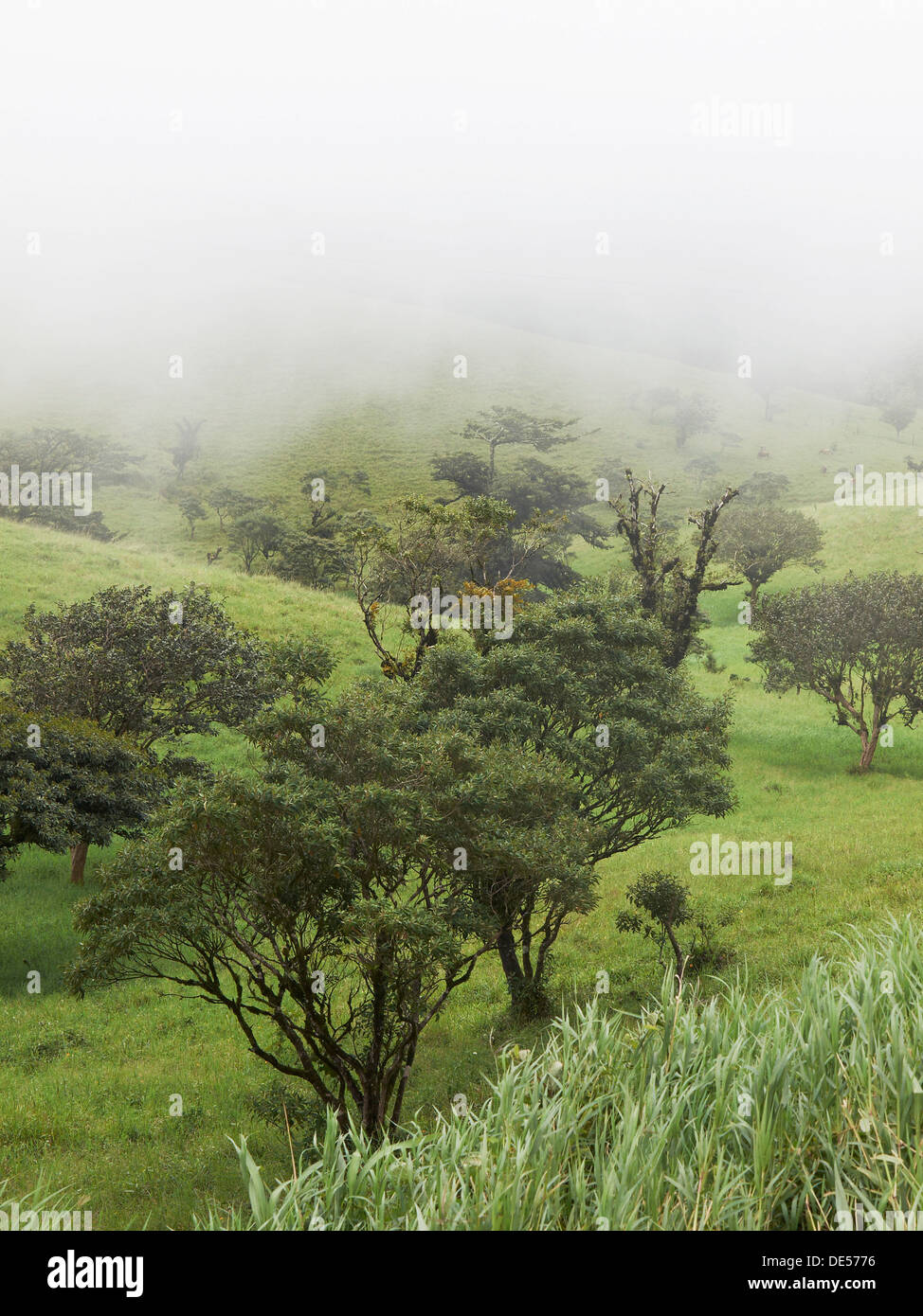 Nebel getrübt grüner Bergwald auf dem Rand zwischen Pazifik und Atlantik meteorologischen teilt Stockfoto