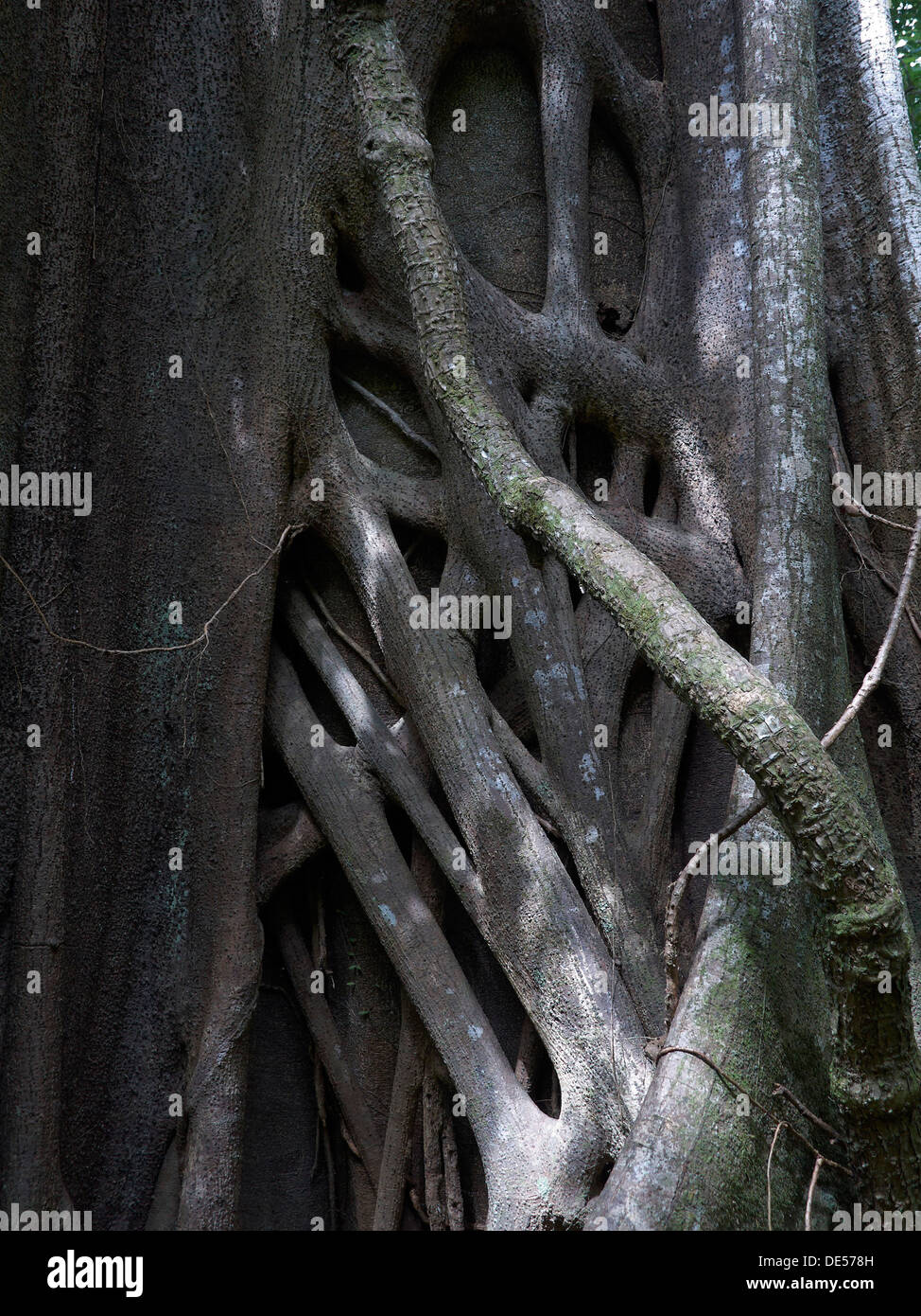 Banyan oder Bengal Feigen (Ficus Feige), Würgefeige, Las Pailas, Ricòn De La Vieja Nationalpark, Provinz Guanacaste Stockfoto